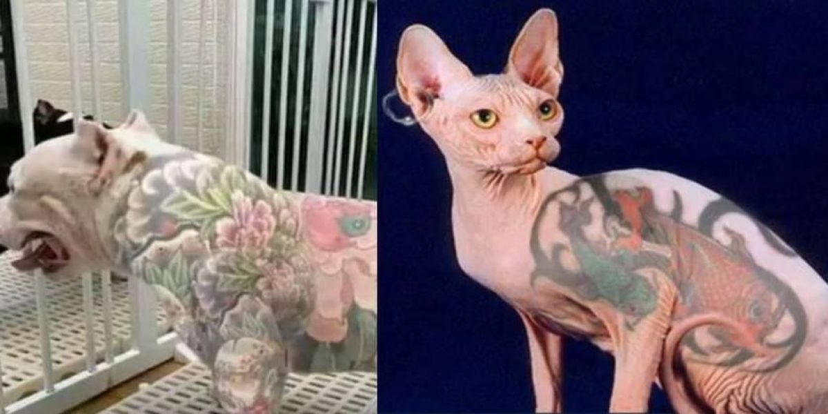 Proibição de piercings e tatuagens em animais é aprovada e segue para sanção do Executivo
