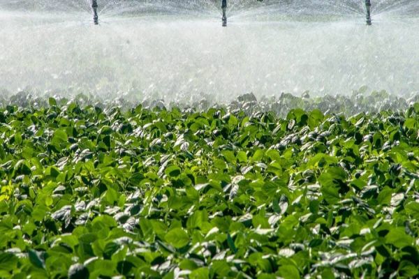 Tecnologias de irrigação são mais produtivas, mas requer bom planejamento