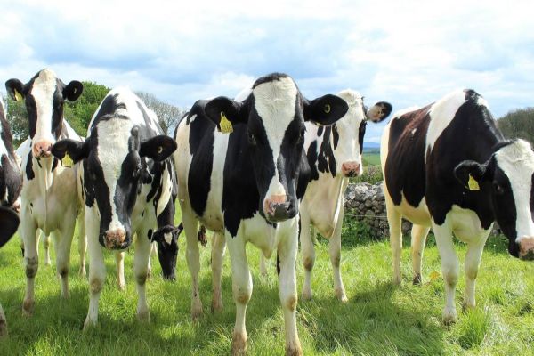 VetBR alerta produtores de gado de leite para 5 doenças que ameaçam o rebanho