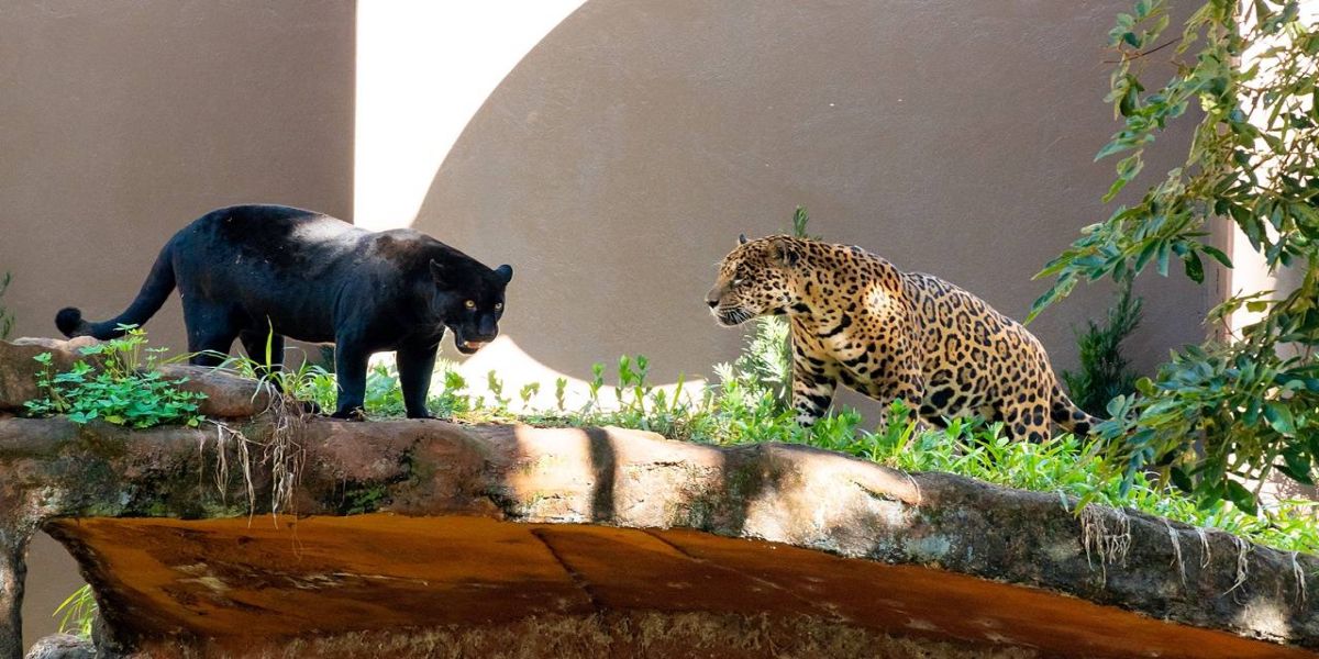 Casal de onças-pintadas volta a frequentar recinto no Refúgio Biológico de Itaipu