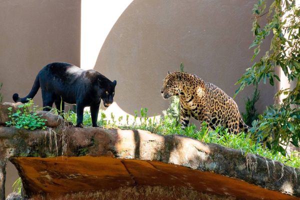 Imagem referente a notícia: Casal de onças-pintadas volta a frequentar recinto no Refúgio Biológico de Itaipu