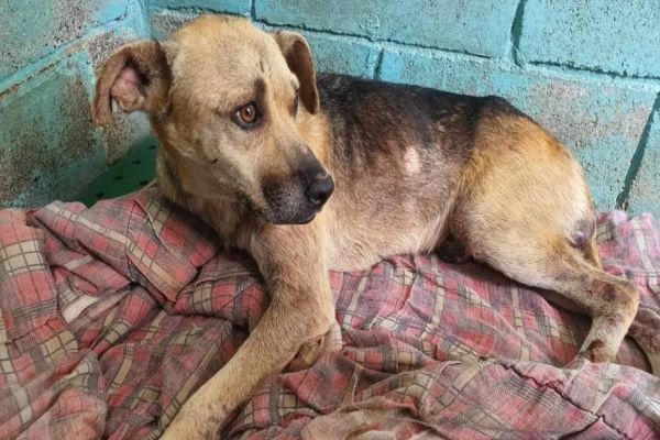 Agressores serão obrigados a arcar com despesas veterinárias de animais vítimas de maus-tratos