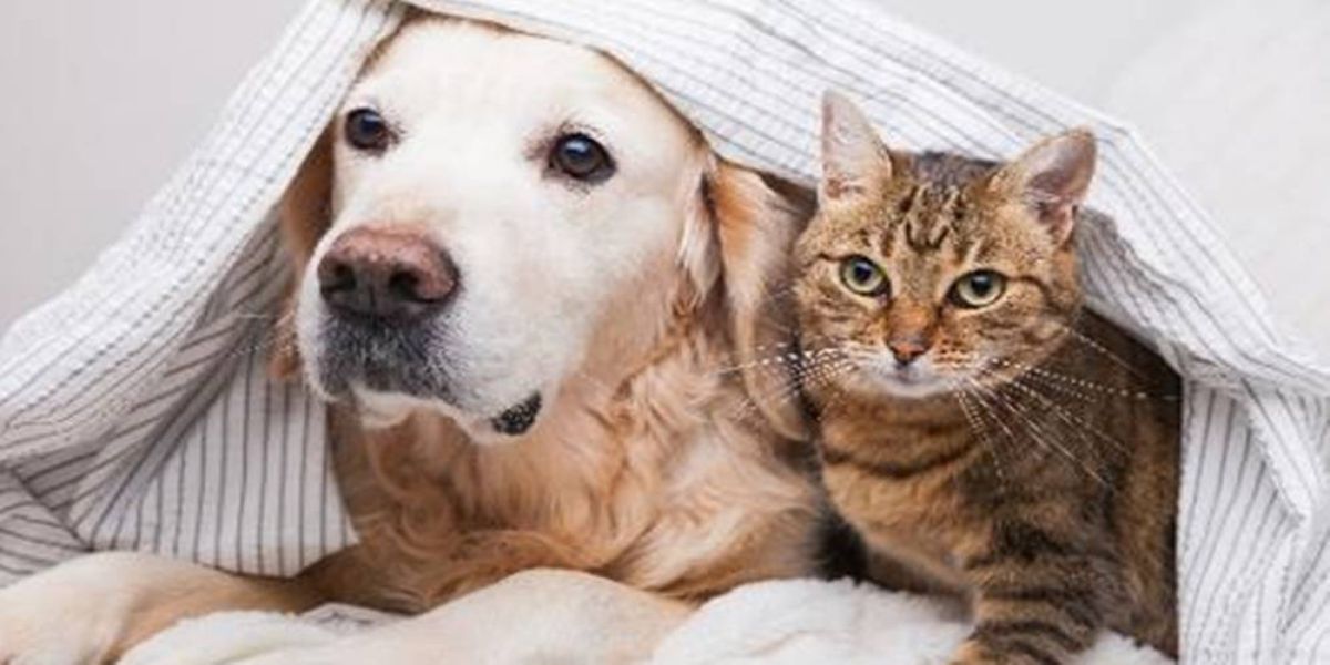 Com a chegada do frio, o focinho dos pets necessita de cuidados e hidratação para evitar rachaduras