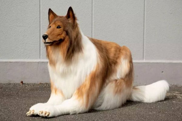 Homem paga R$ 100 mil para se transformar em cachorro