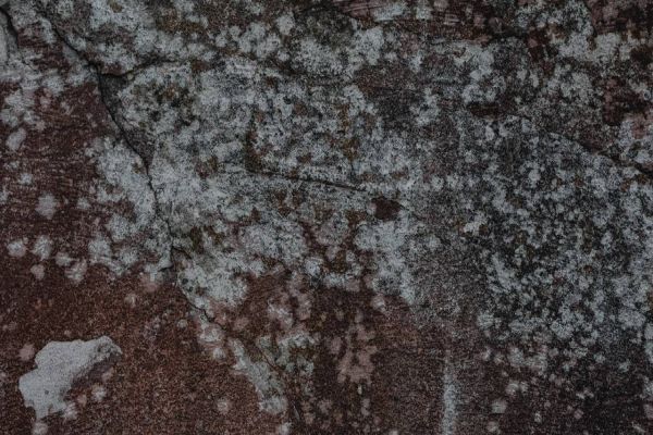 4 dicas para acabar com o bolor, mofo e o limo na calçada