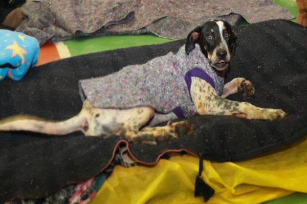 Ponchos quentinhos são entregues a pessoas em situação de rua e seus cachorrinhos em Cascavel