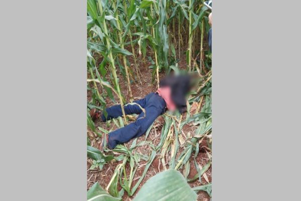 Homem é encontrado morto a facadas no meio de plantação de milho em Santa Tereza do Oeste