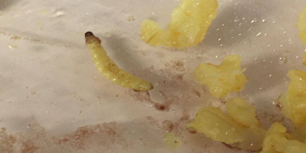 Refeição com larva oferecida na UPA Veneza é denunciada por Vereador