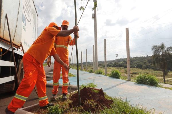 Semana do Meio Ambiente começa com replantio de ipês em Cascavel
