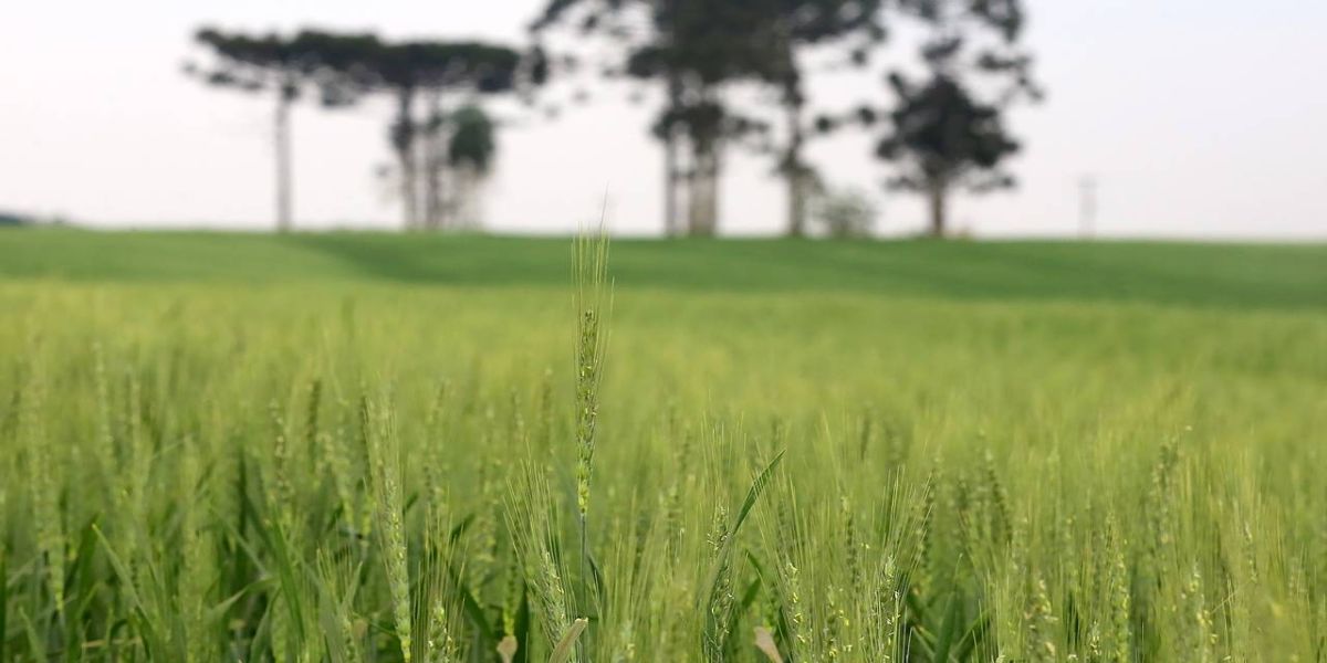 Líder nacional na produção de cevada, Paraná inicia plantio em 74 mil hectares