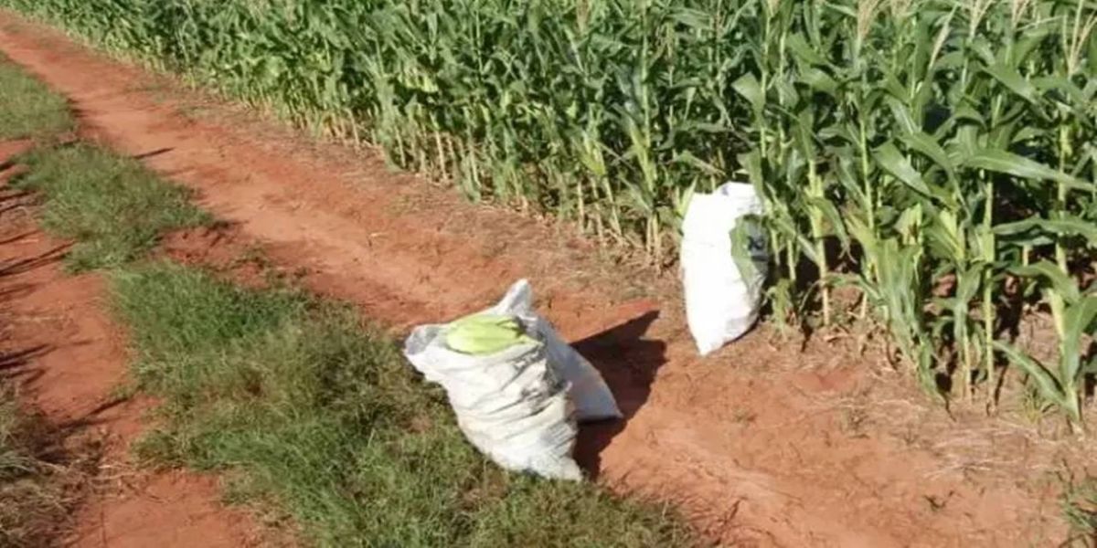 Homem vai furtar milho e sai correndo ao ouvir tiros do dono da roça no Noroeste do Paraná