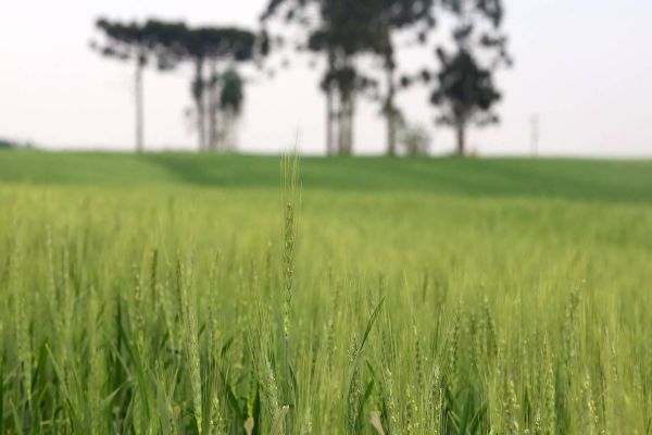 Líder nacional na produção de cevada, Paraná inicia plantio em 74 mil hectares