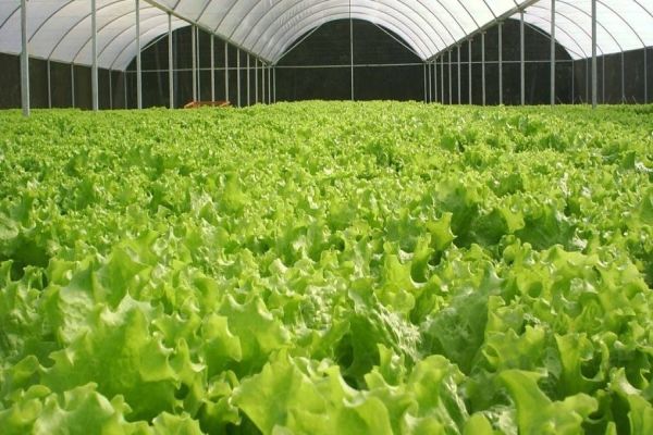 Chegada do inverno preocupa produtores rurais