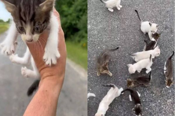 Homem para em estrada para resgatar gatinho e cai em 'emboscada' com resto da ninhada