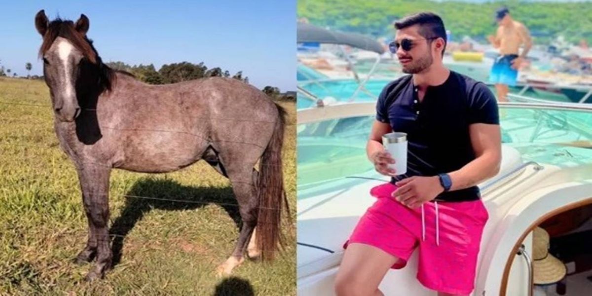 Bêbado, jovem compra cavalo em leilão e só descobre no outro dia