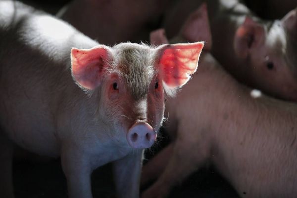 Governo do Paraná reduz em 50% alíquota de ICMS interestadual para suínos vivos