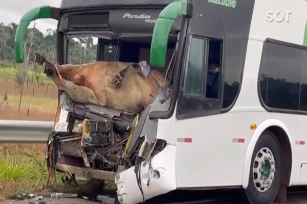 Boi vai parar dentro de ônibus após ser atropelado na BR-364; Veja o vídeo