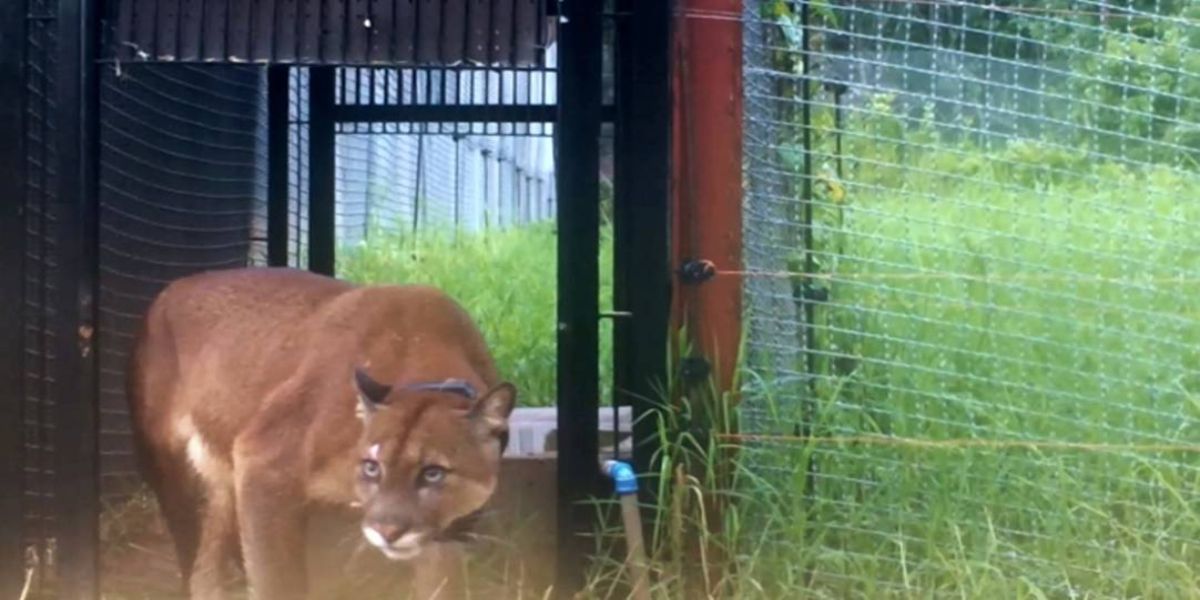 Onça-parda reintroduzida à natureza é encontrada morta e Itaipu lamenta