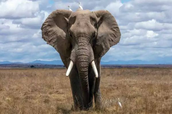 Elefante mata idosa de 70 anos, reaparece no funeral e pisoteia o cadáver