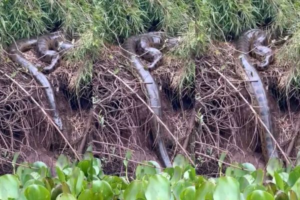 Sucuri gigante é vista entrando em rio após banho de sol: 'recarregando energias'