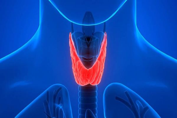 Tireoide: Que glândula é essa e como mantê-la saudável?