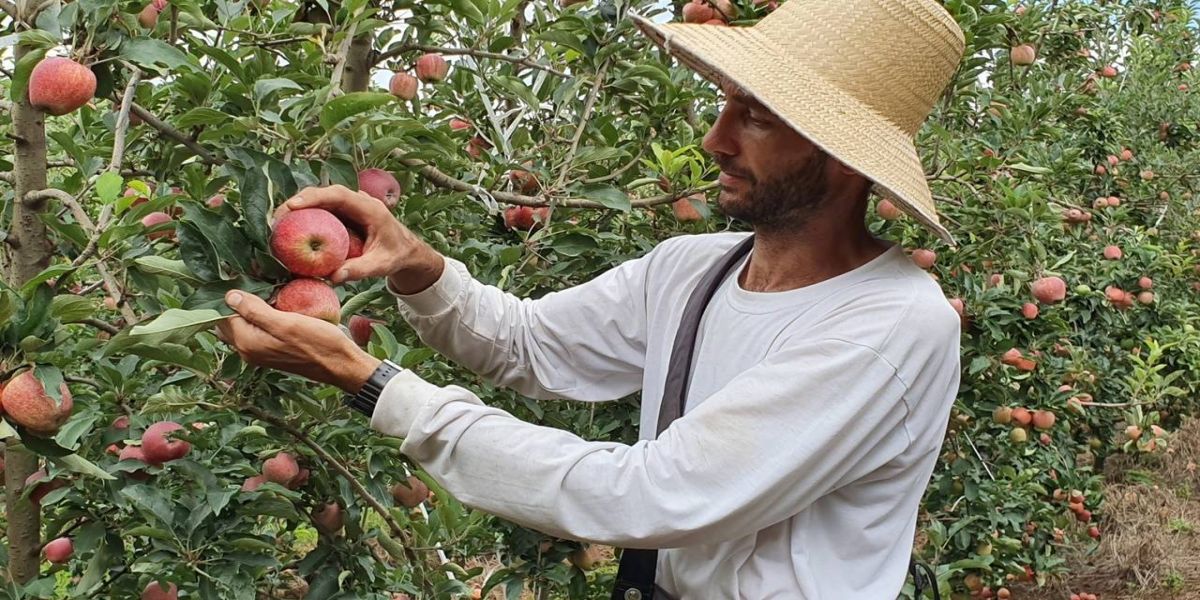 Deputado pede redução do preço de taxa para produtores de maçãs no Paraná