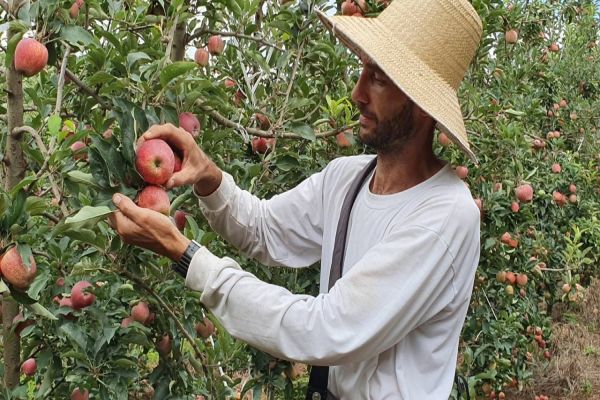 Deputado pede redução do preço de taxa para produtores de maçãs no Paraná