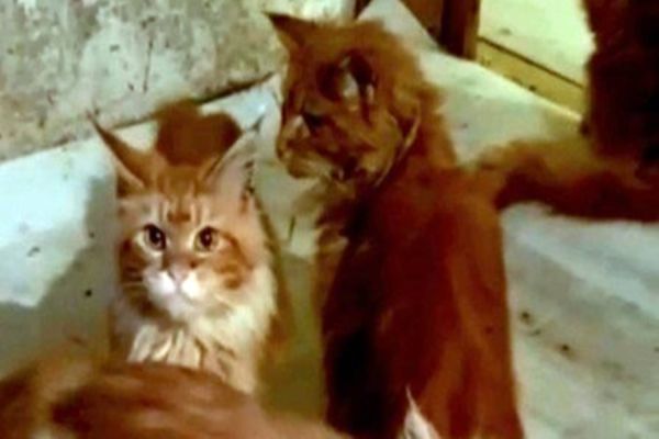 Mulher é comida pelos 20 gatos de estimação após morrer em casa