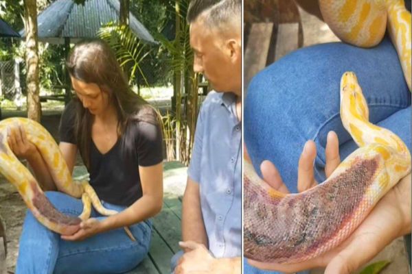Cobra píton é deixada em frente a zoo com garrafa de cachaça e bilhete “Cuidem bem dela”