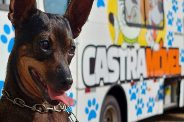 Cascavel investiu cerca de R$ 4 milhões em ações de cuidados e bem-estar animal