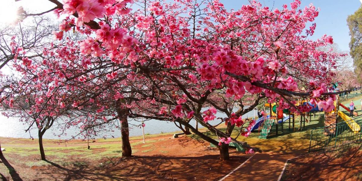 Cerejeiras dão toque colorido para paisagens de Cascavel
