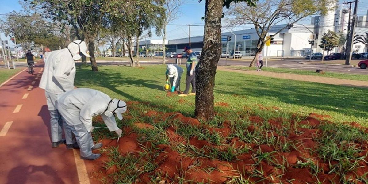 Defesa Civil combate formigas cortadeiras em Cascavel