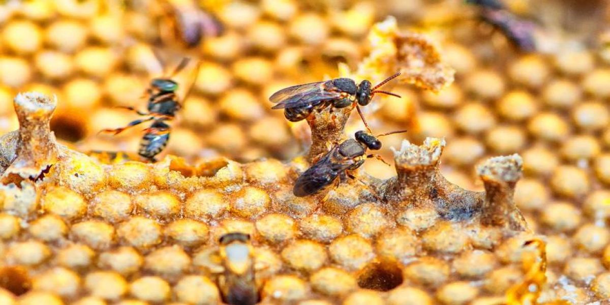 Projeto de lei restringe o uso do fipronil no Paraná com o objetivo de preservar abelhas