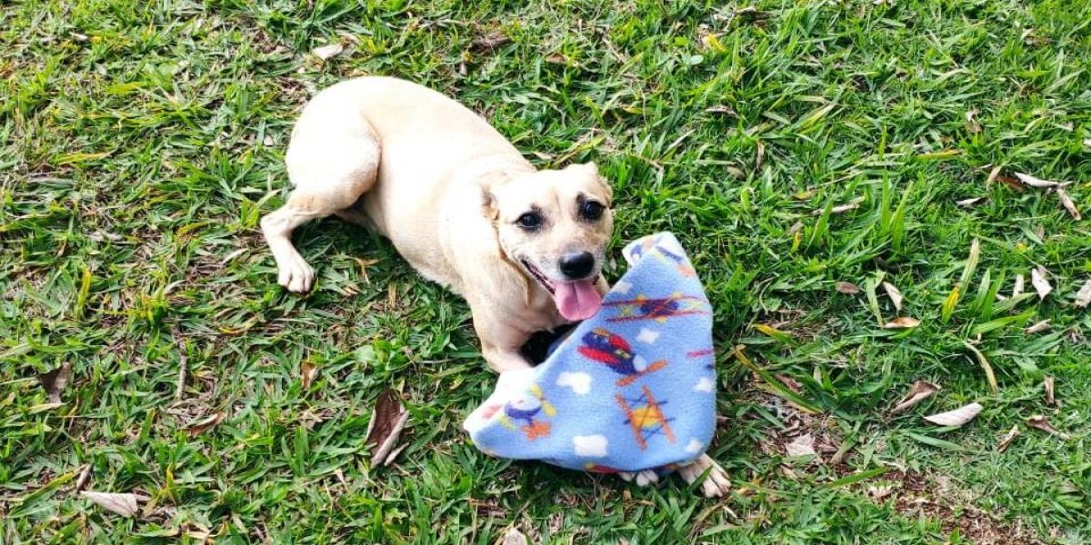 Cachorrinha estava desaparecida no Bairro Lago Azul em Cascavel