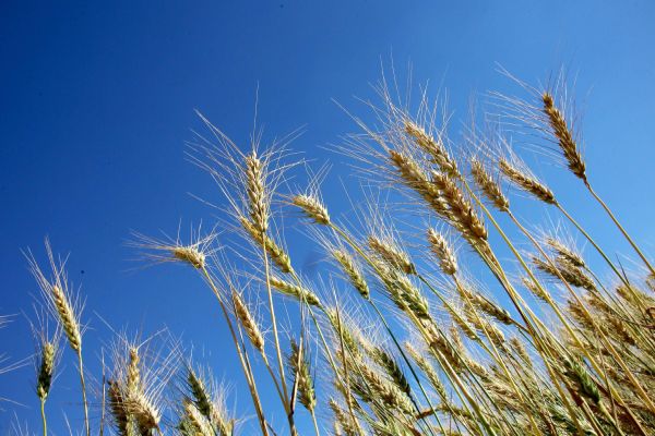 Trigo é destaque do Boletim Semanal de Conjuntura Agropecuária