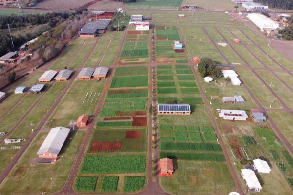 Áreas com culturas de inverno ao Show Rural já foram semeadas