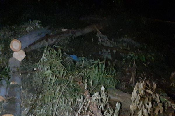 Imagem referente a notícia: Idoso de 74 anos morre durante corte de árvore na Colônia Melissa em Cascavel