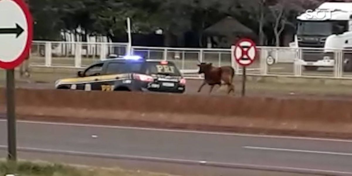 Perigo! Boi corre entre os carros na BR-277 e PRF escolta o animal para fora da via em Cascavel
