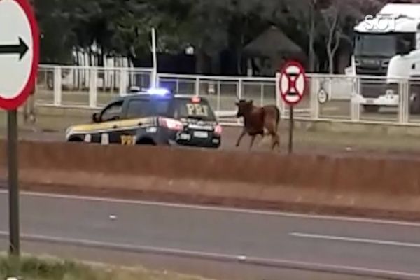 Imagem referente a notícia: Perigo! Boi corre entre os carros na BR-277 e PRF escolta o animal para fora da via em Cascavel