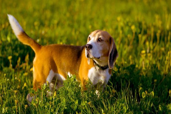 Cães "salsichas" têm 25% mais chance de ter hérnia de disco