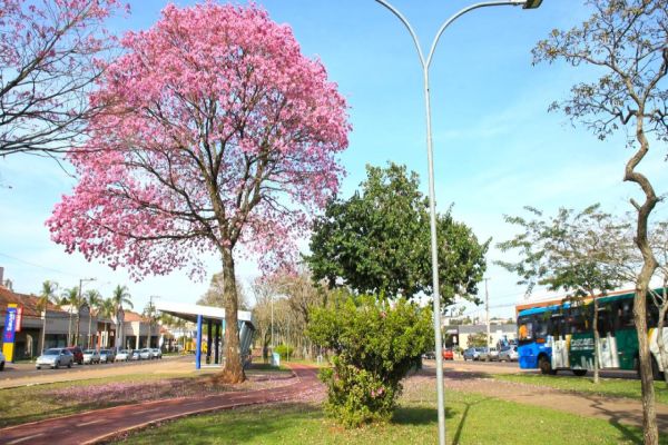 Imagem referente a notícia: Florada dos ipês encanta e traz colorido para paisagens de Cascavel