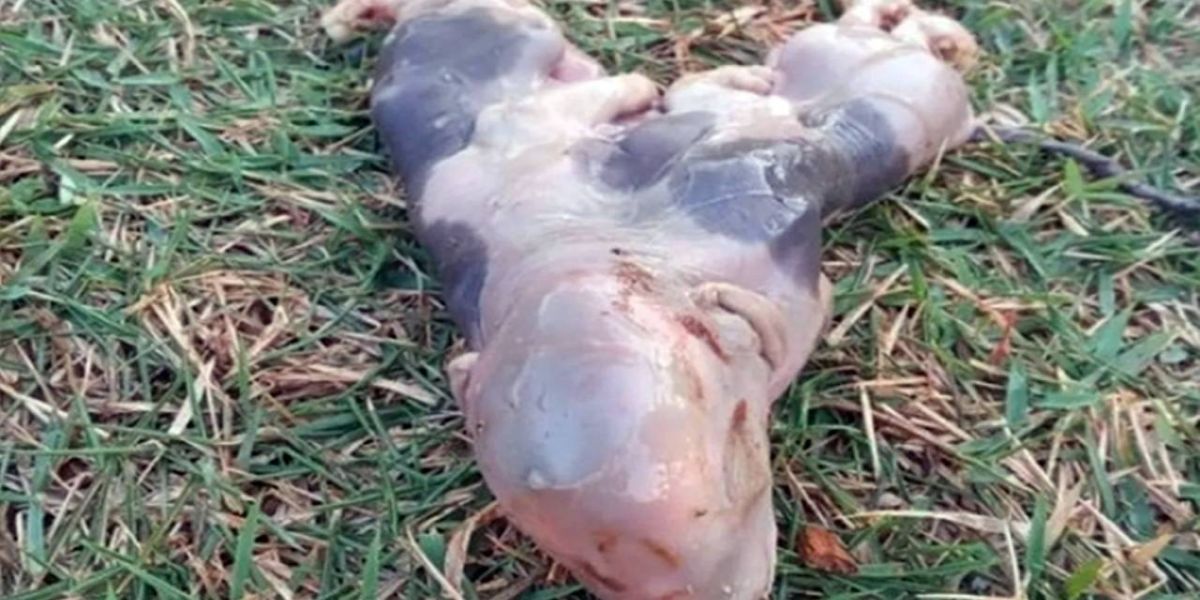 Inusitado: porco nasce com dois corpos e uma cabeça no Paraná