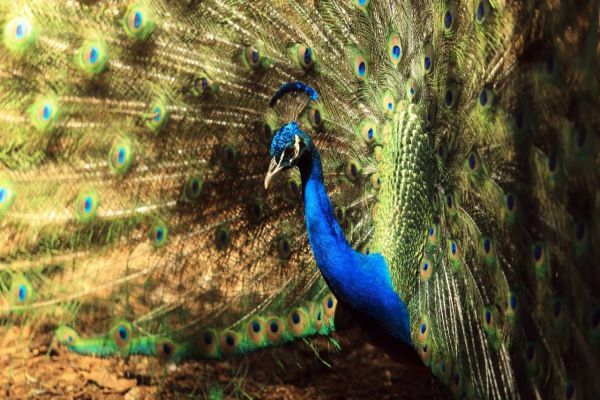 Zoológico de Cascavel bate recorde do ano e deve chegar a marca de 40 mil visitantes