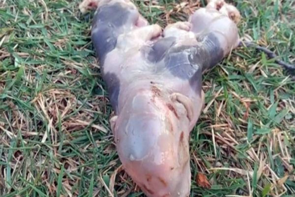 Inusitado: porco nasce com dois corpos e uma cabeça no Paraná