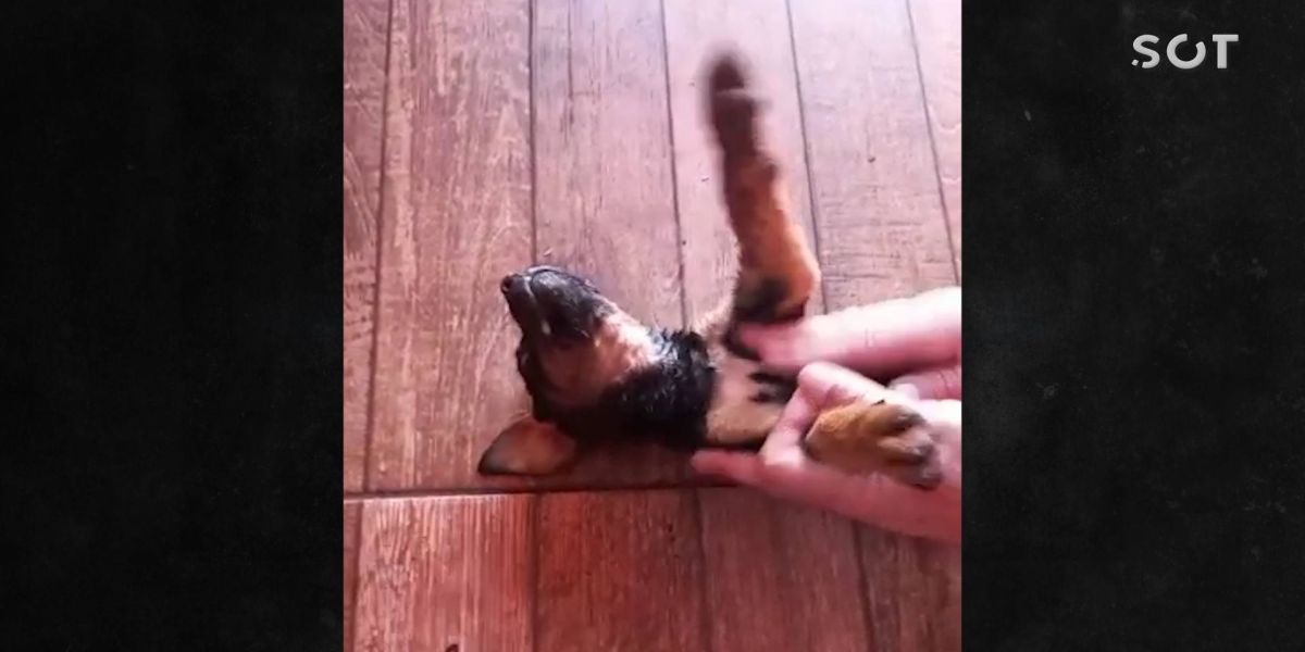 Populares registram dono de cachorros envenenados tentando salvar a vida dos animais em Cascavel