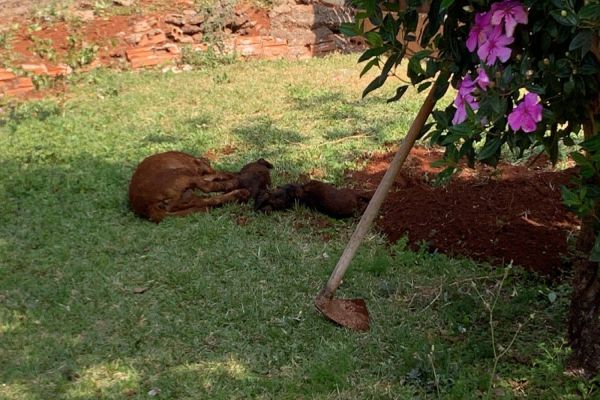 Imagem referente a notícia: Revoltante: Quatro cachorros são mortos envenenados no Bairro Cascavel Velho