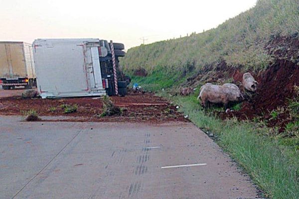 Caminhão carregado com porcos tomba na BR-163 em Santa Tereza do Oeste