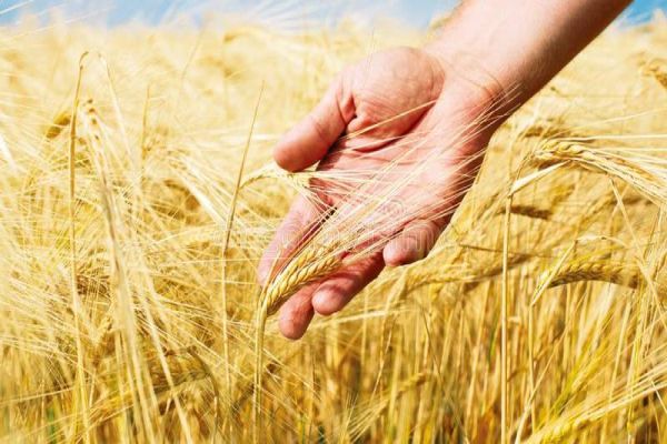 Empresas farão lançamentos de cultivares e produtos durante Show Rural de Inverno