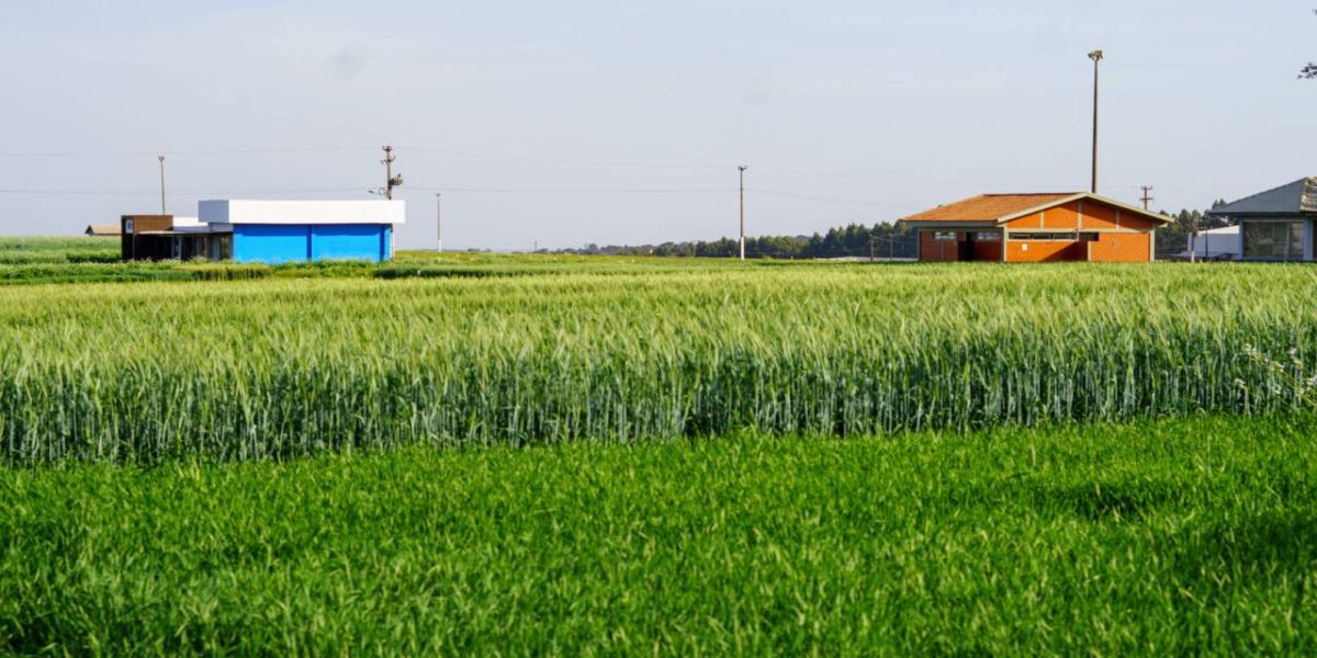 Show de Inverno: Coopavel traz novidades e condições diferenciadas para os triticultores