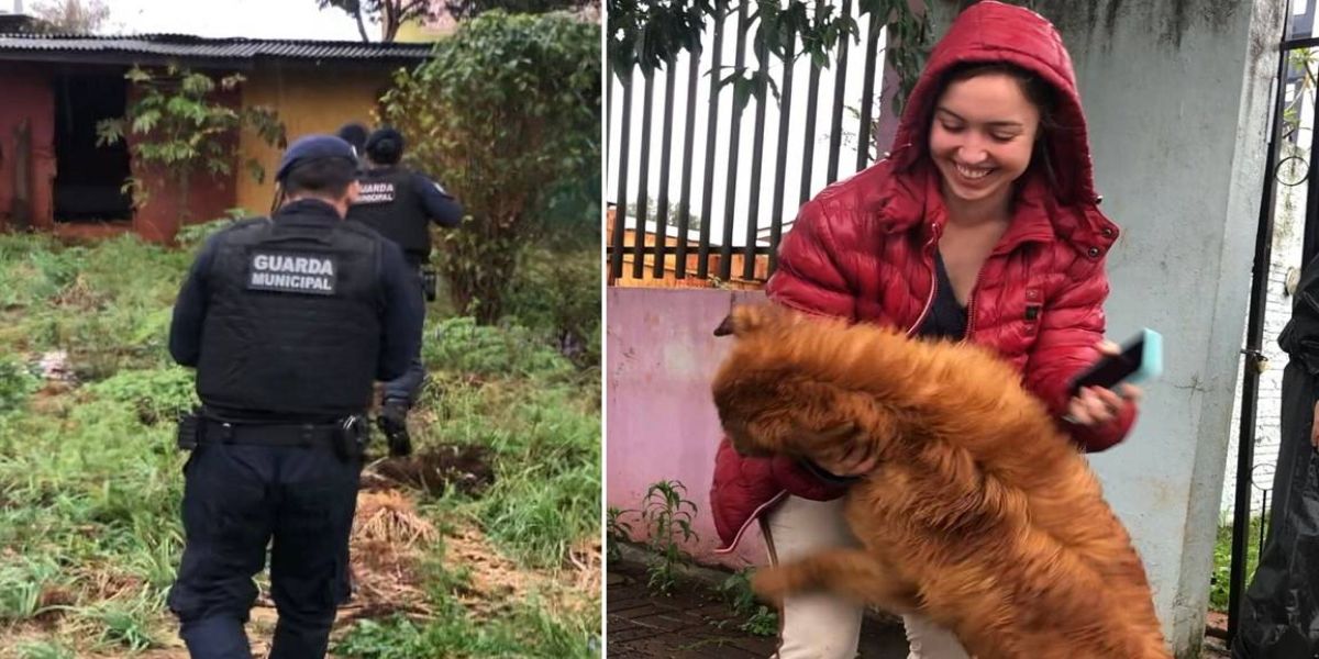 Após ser levado, cão "Frederico" tem reencontro emocionante com tutora graças ação rápida da GM
